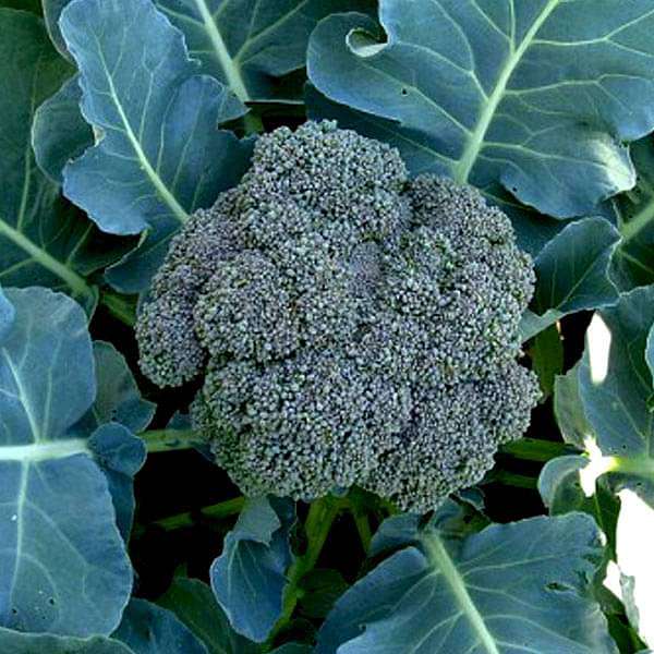 Broccoli Green Vegetable Seeds
